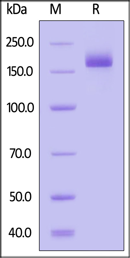 Spike protein SDS-PAGE