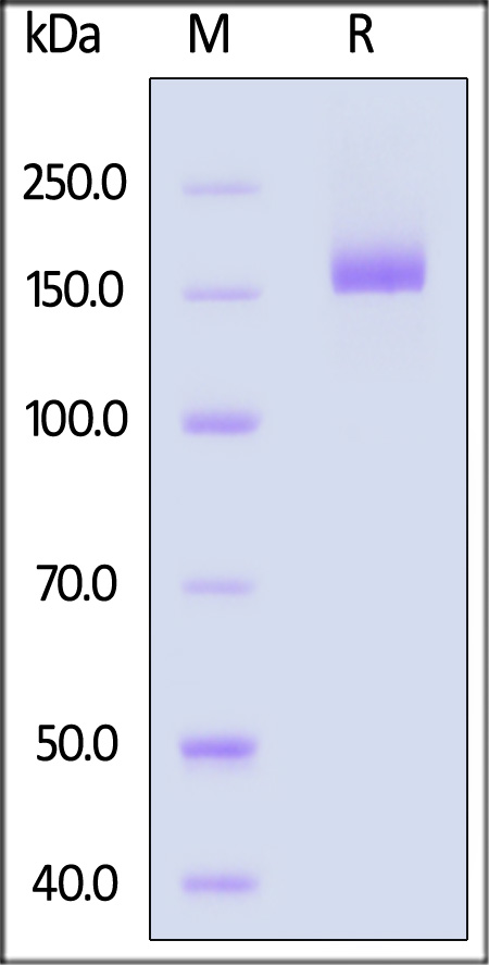 Spike protein SDS-PAGE