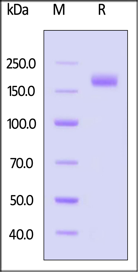 Spike protein SDS-PAGE