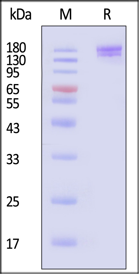 Spike protein SDS-PAGE