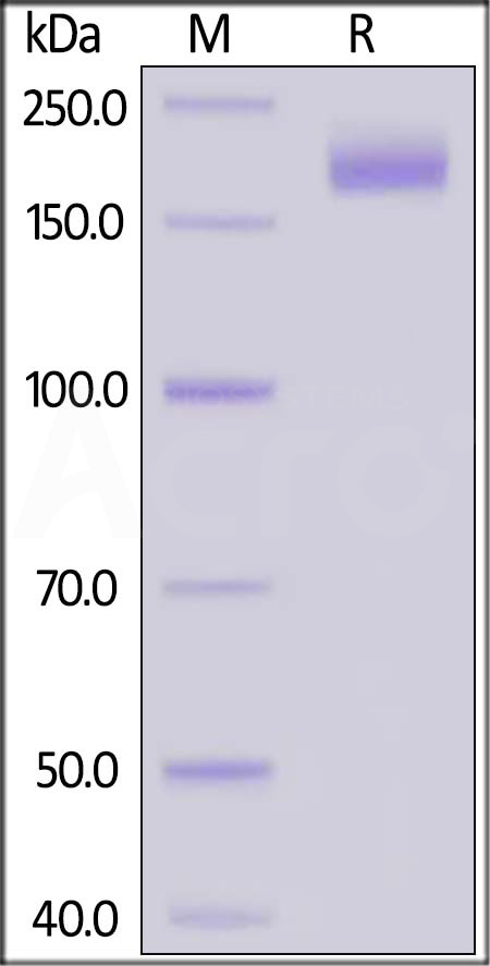 Spike protein SDS-PAGE