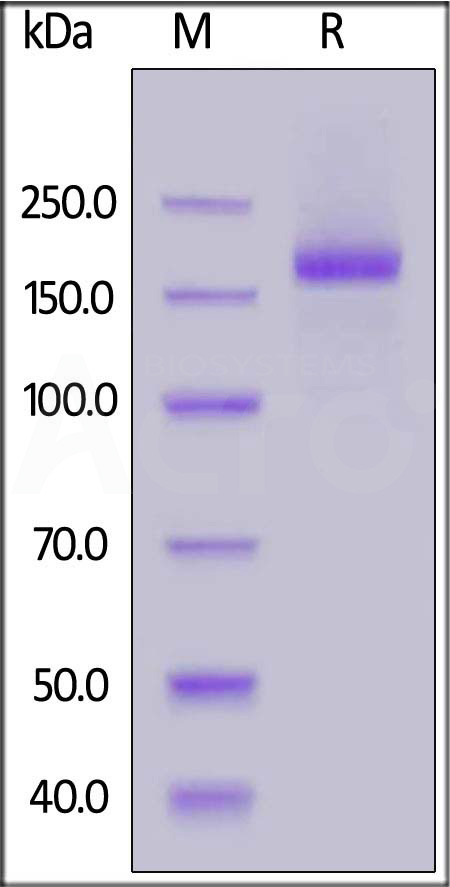 Spike protein SDS-PAGE