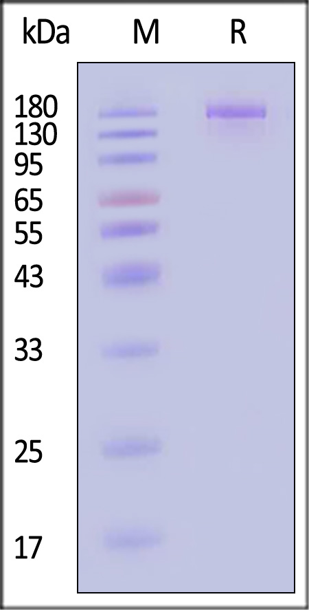 Spike protein SDS-PAGE