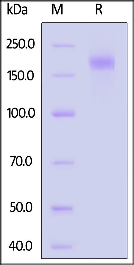 Spike protein SDS-PAGE