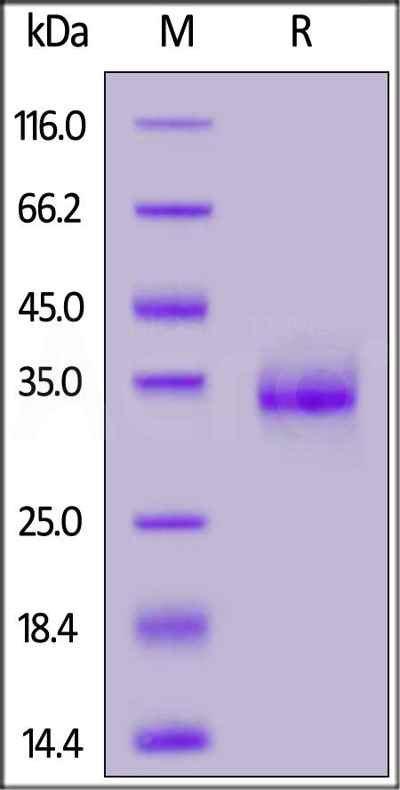 Spike RBD SDS-PAGE