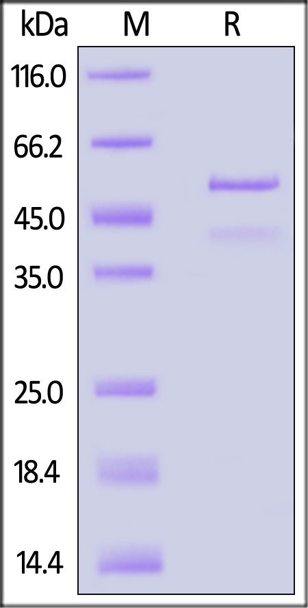 TDP-43 SDS-PAGE