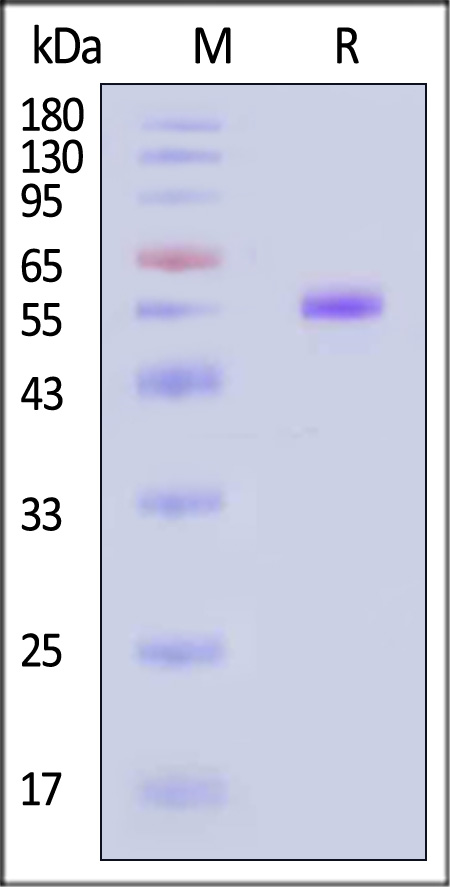 Coagulation factor VII SDS-PAGE