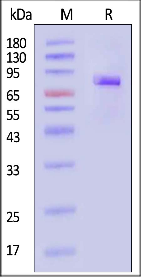 Transferrin R SDS-PAGE