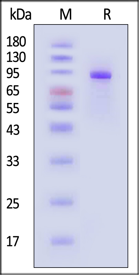 Transferrin R SDS-PAGE