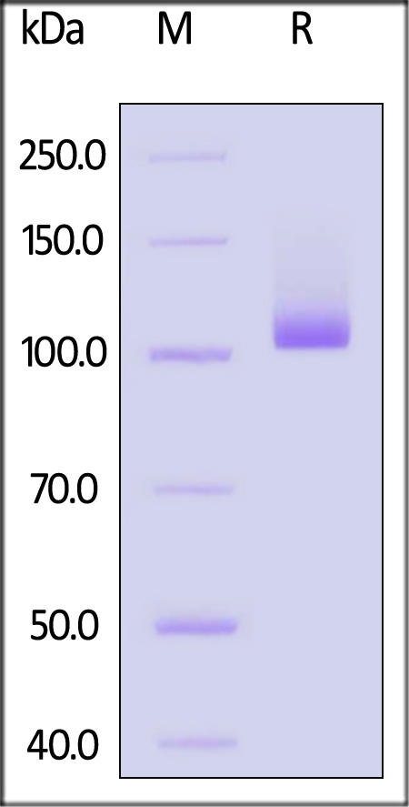 Transferrin R SDS-PAGE