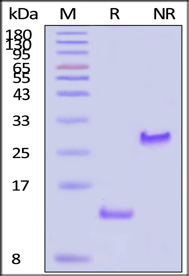 TG1-H5218-sds