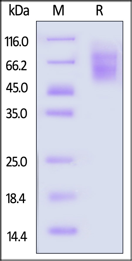 TIM-4 SDS-PAGE