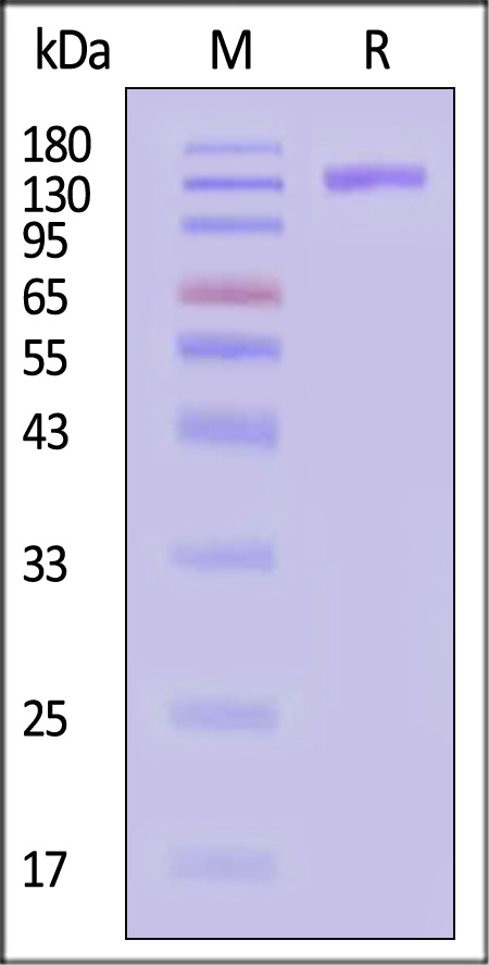 TLR3 SDS-PAGE