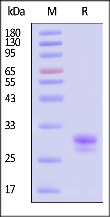 TL1A SDS-PAGE