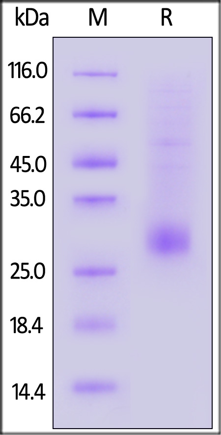 TLA-H5245-sds