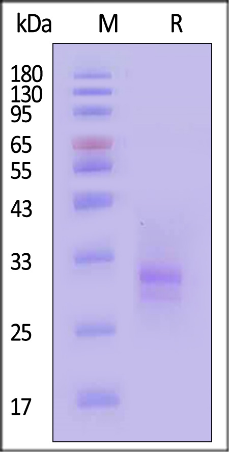 TL1A SDS-PAGE