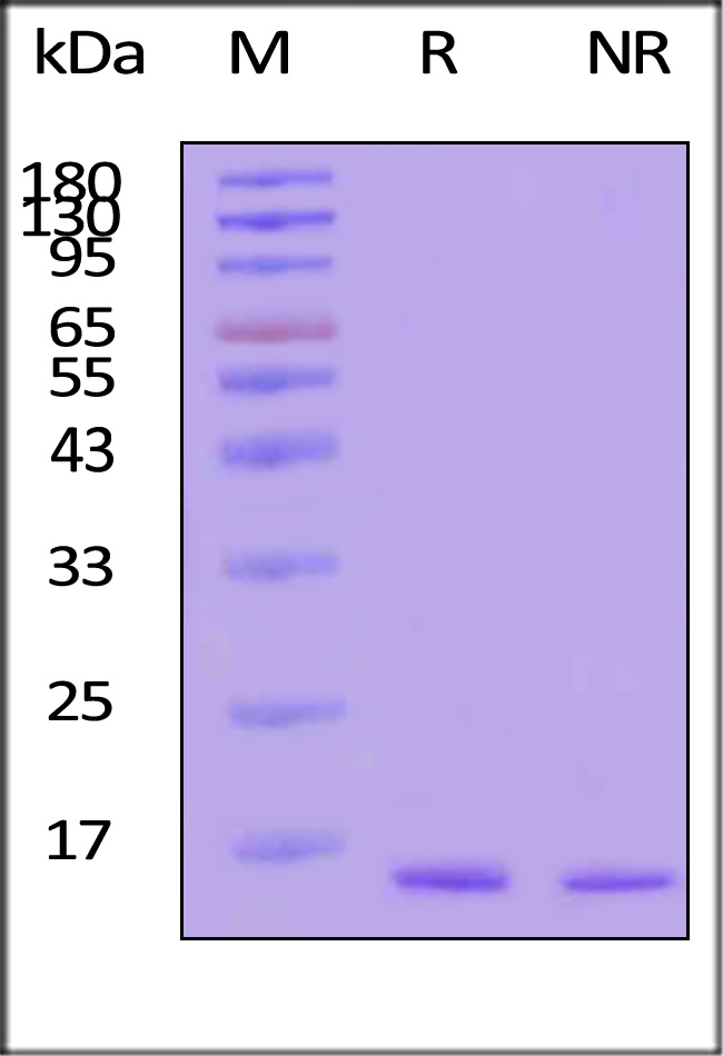 TNA-H4211-sds