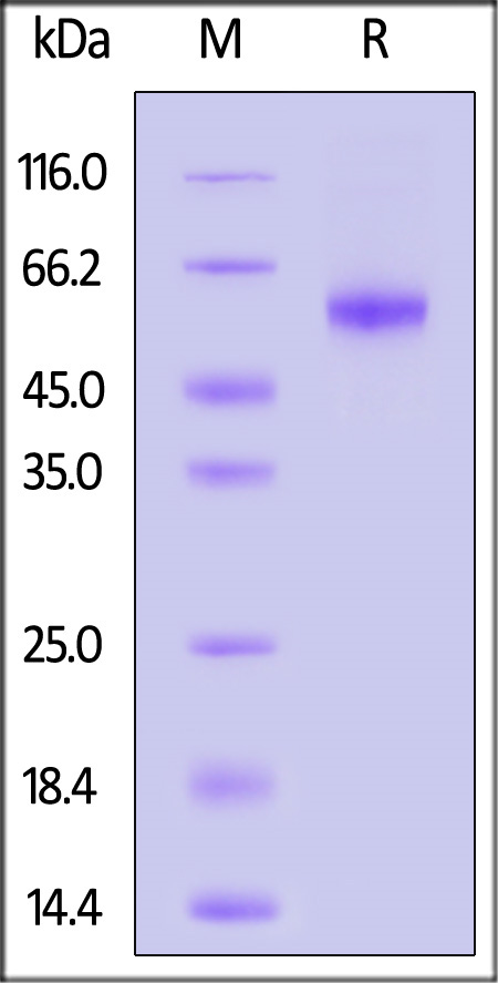 Osteoprotegerin SDS-PAGE