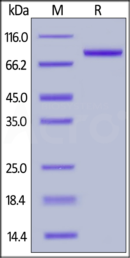 Osteoprotegerin SDS-PAGE