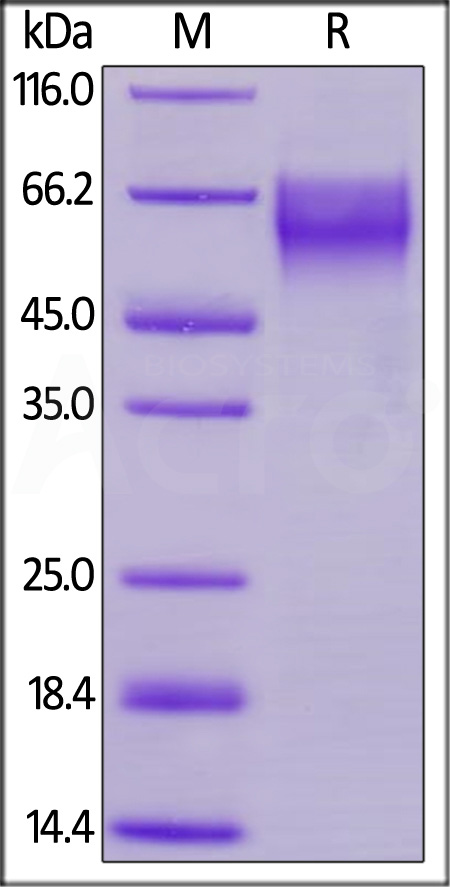 TPG-H82Eb-sds