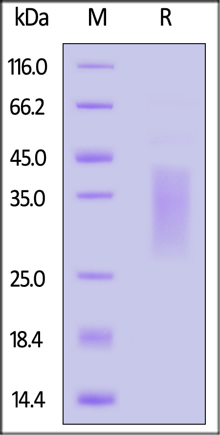 TR1-H52H3-sds