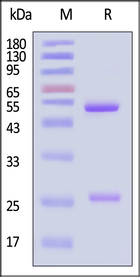 Trastuzumab SDS-PAGE