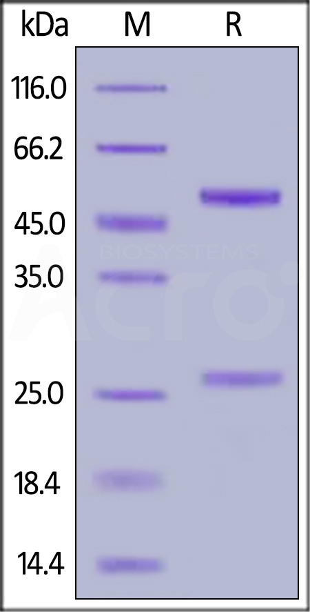 Trastuzumab SDS-PAGE