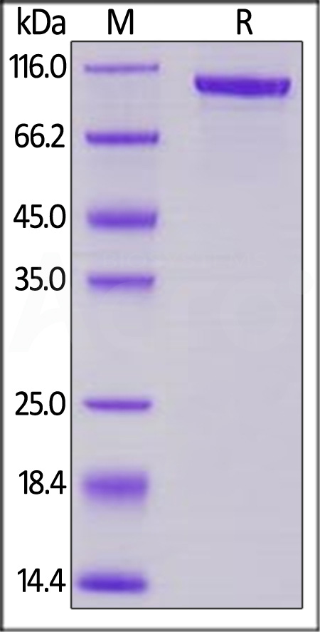 Transferrin SDS-PAGE