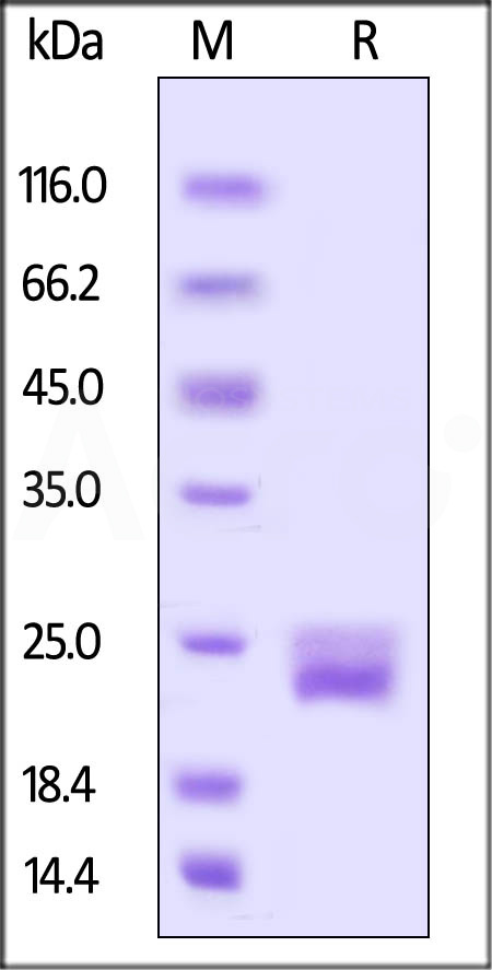 VEGF120 SDS-PAGE