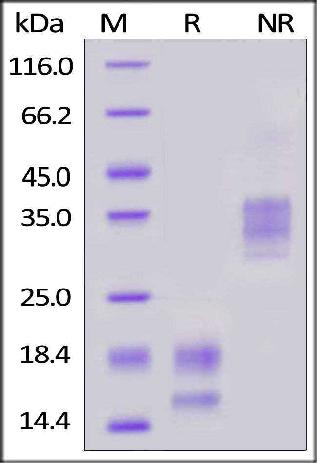 VE1-H4213-sds