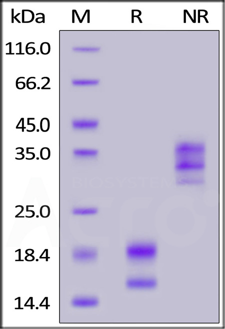 VE1-H5246-sds