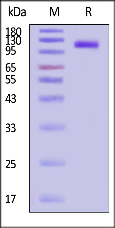 VE1-H52H9-sds