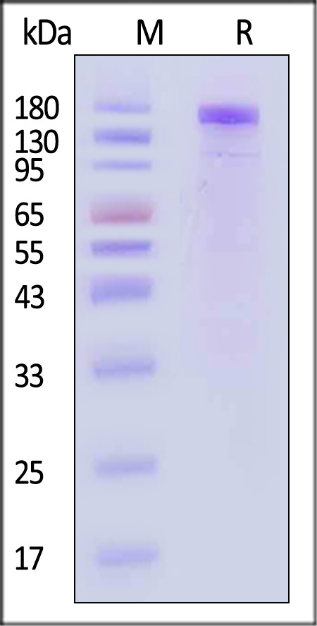 VEGF R1 SDS-PAGE