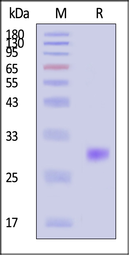 VE5-H5248-sds