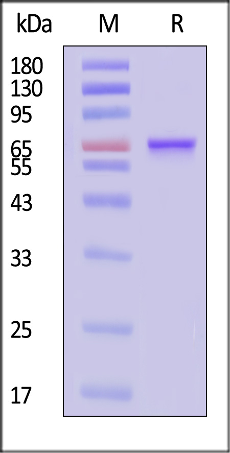 VP2-A5146-sds