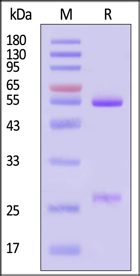 Glycoprotein E/gE (VZV) SDS-PAGE