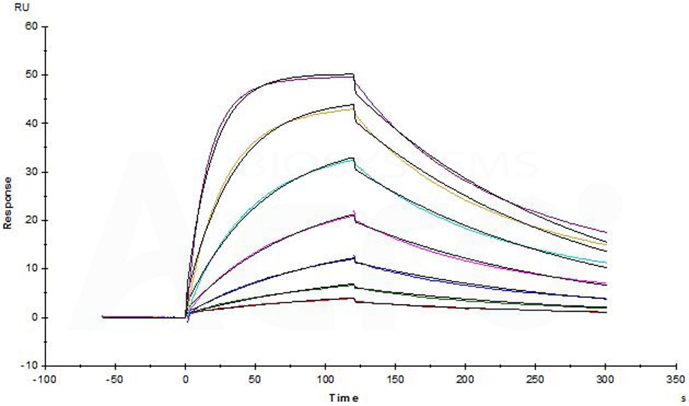 Human_FcRn_Heterodimer_Protein_SPR