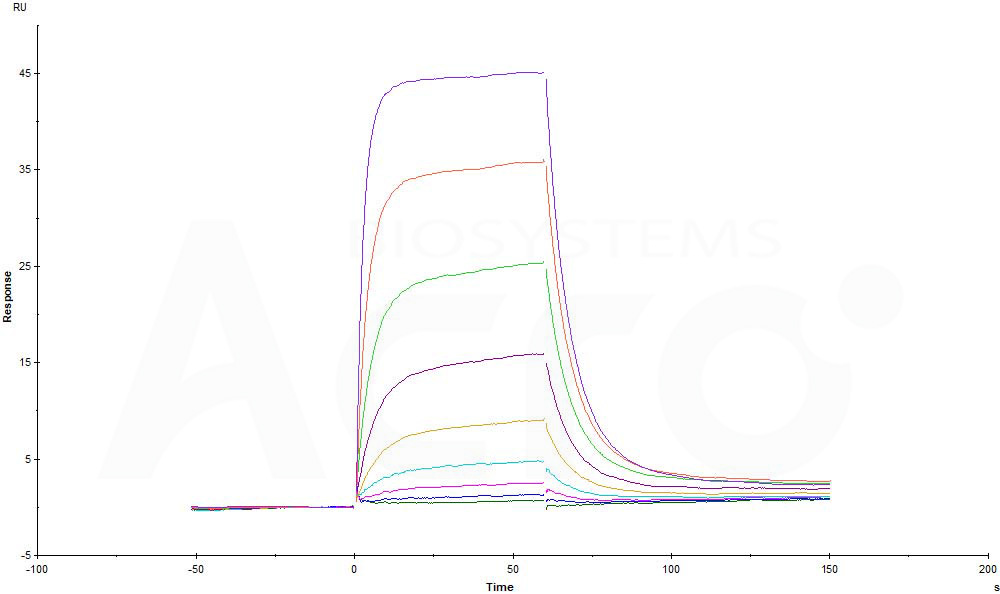 Human_FcRn_Heterodimer_Protein_SPR