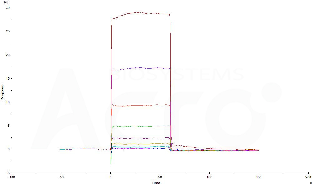 Human_FcRn_Heterodimer_Protein_SPR