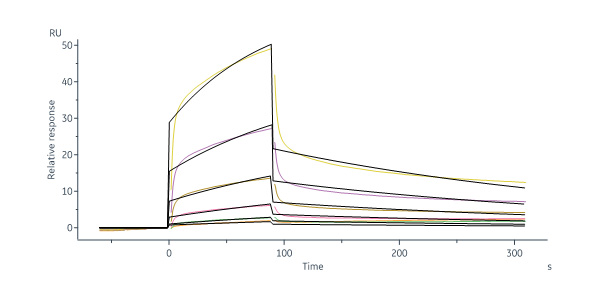  Angiopoietin-2 SPR