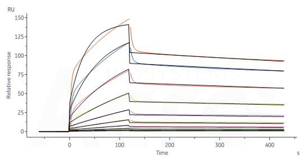 Human_FcRn_Heterodimer_Protein_SPR