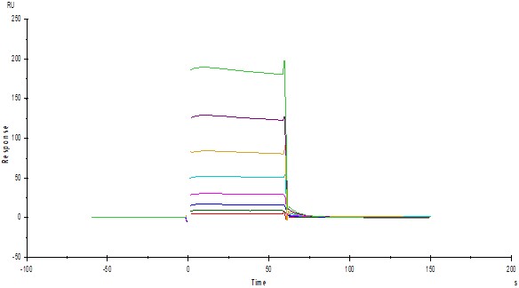  Fc gamma RIIB/C / CD32b/c SPR