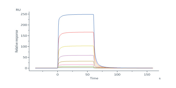  Fc gamma RIIIB / CD16b (NA2) SPR