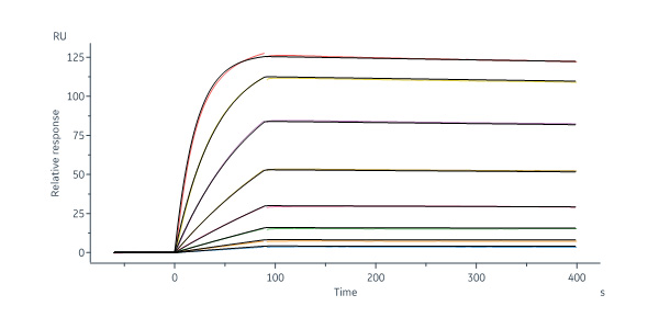  Non-structural protein 1/NS1 (DENV) SPR