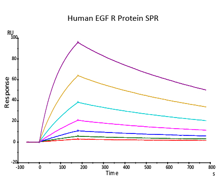 Human_FcRn_Heterodimer_Protein_SPR