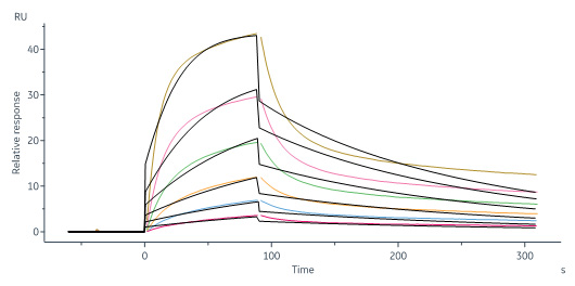 Human_FcRn_Heterodimer_Protein_SPR