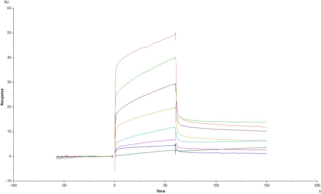 Human_FcRn_Heterodimer_Protein_SPR