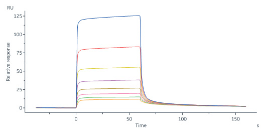 Human_FcRn_Heterodimer_Protein_SPR