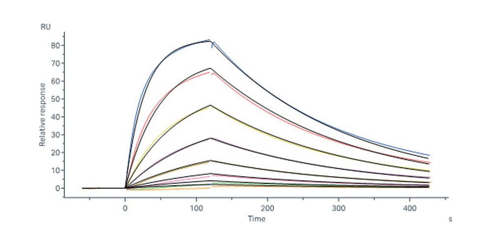  Glycoprotein H & Glycoprotein L (EBV) SPR