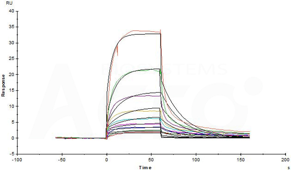  Serum Albumin SPR